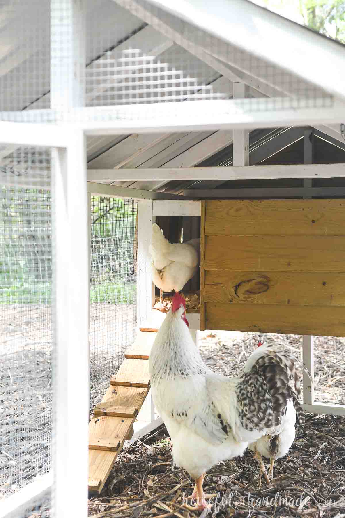 Small Chicken Coop Woodworking Plans